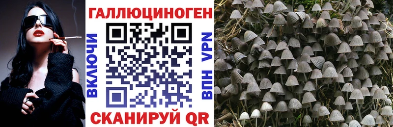 наркотики  Бакал  Псилоцибиновые грибы Psilocybe 